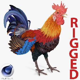 Rooster Rigged for Cinema 4D